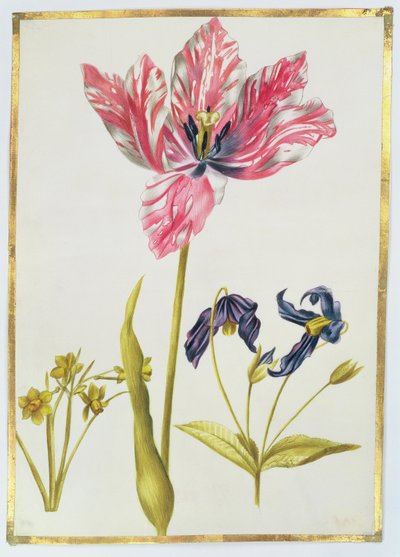 Tulipán y narciso, c.1675 de Nicolas Robert